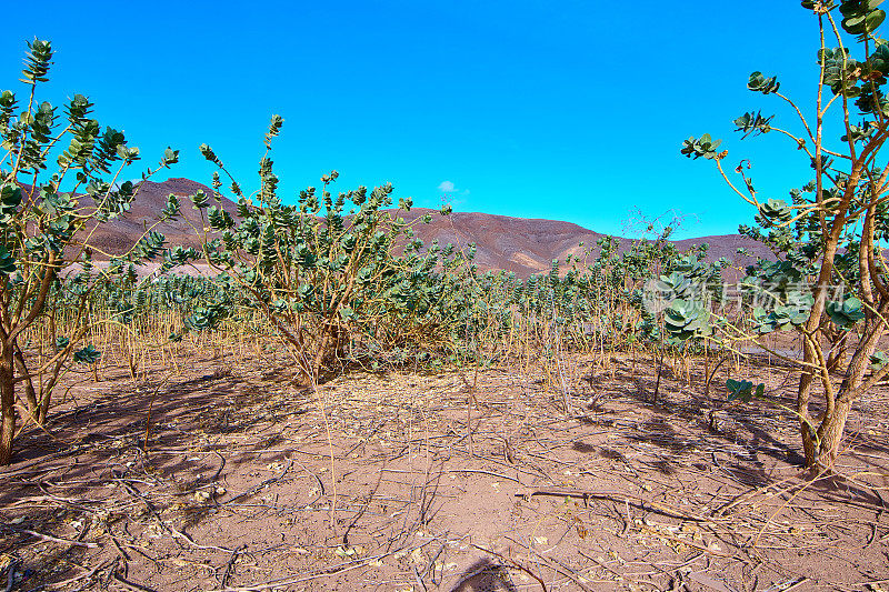 Calotropis procera Fuerteventura。